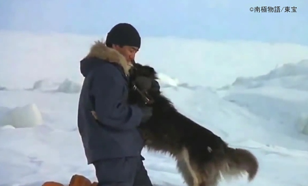 映画「南極物語」のラストシーンで越冬隊員と抱き合うタロとジロ