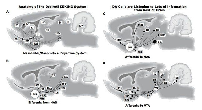 探索システムの脳科学的な構造