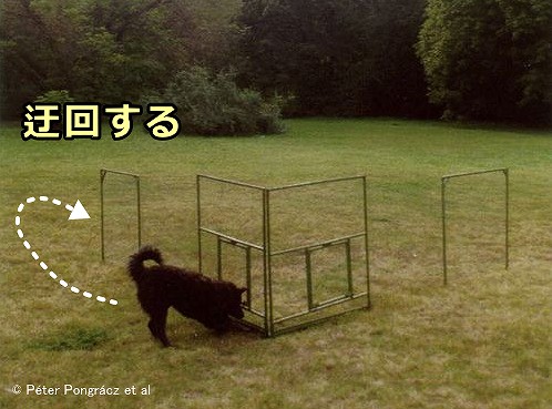 実演者がいない場合、犬はフェンスを迂回して目的に到達するという単純な行動が殆どできない