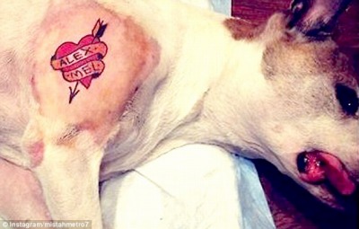 麻酔で沈静中にタトゥーを彫られた犬