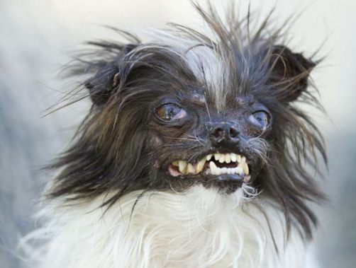 世界で最も醜い犬コンテスト2014優勝・ピーナッツ