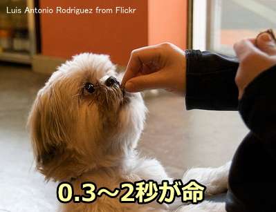 犬にごほうびを与える際は、行動後の0.3～2秒が生命線
