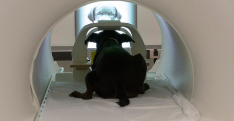 fMRIの中で静止状態を保つ犬