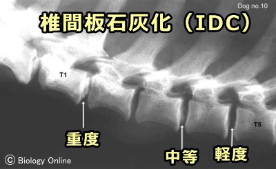 ダックスフントの脊柱レントゲン写真に見る椎間板の石灰化