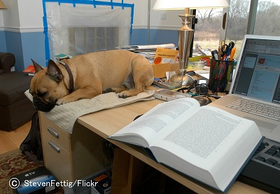 犬に触れながら作業すると、効率が悪くなるかもしれない