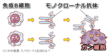 モノクローナル抗体のイメージ