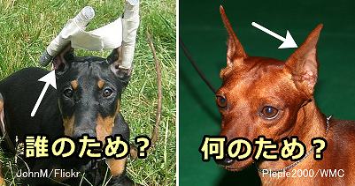犬の断耳手術は一体誰のためで何のためか