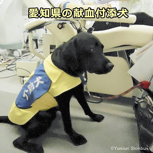 愛知県赤十字血液センターの献血付添犬