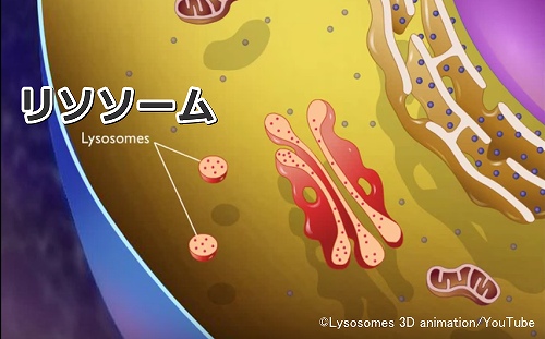 細胞小器官の一種「リソソーム」の模式図