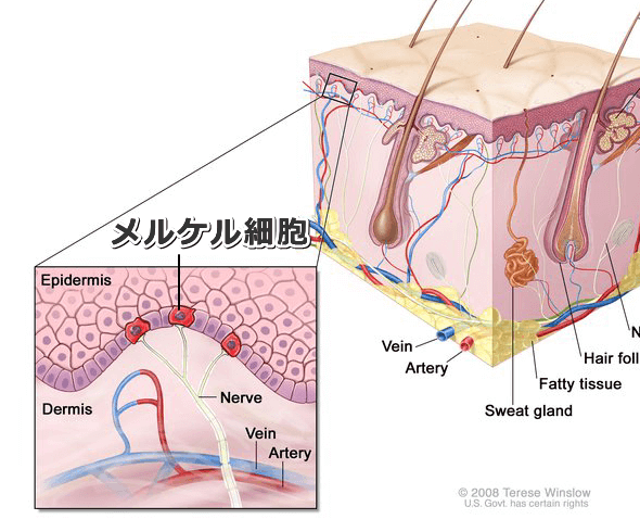 メルケル細胞の微細構造