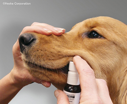 アレルギー持ちの犬に対して行われる「舌下免疫療法」（Sublingual immunotherapy, SLIT）