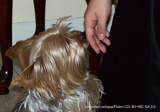 犬にあいさつするときはまず鼻先に手を近づけて匂いを嗅がせること