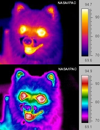 サーモグラフィーを通してみた犬の顔面部の温度勾配