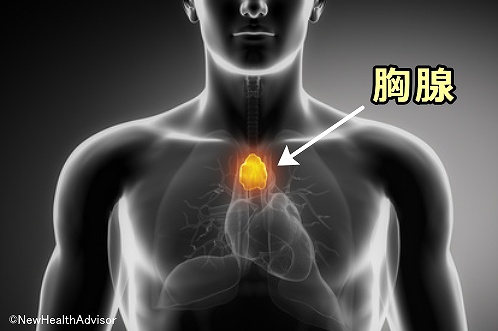 人の体内における胸腺の位置