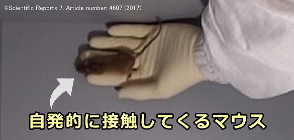 通常のペットマウスは、自発的にニンゲンの手に近づいてくることはない
