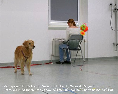 非社会的刺激（おもちゃ）を用いた犬の注意捕捉テスト