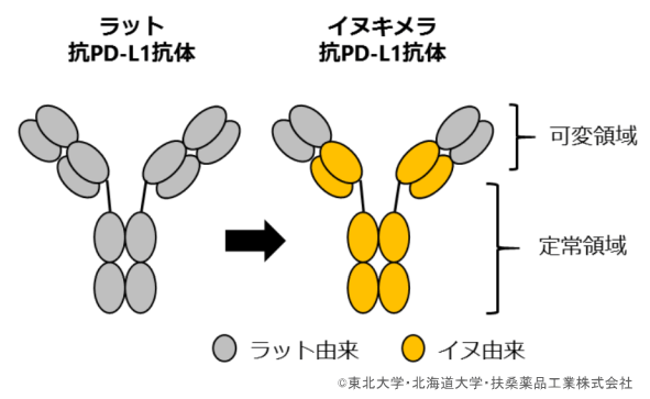 マウス由来のイヌキメラ抗PD-L1抗体