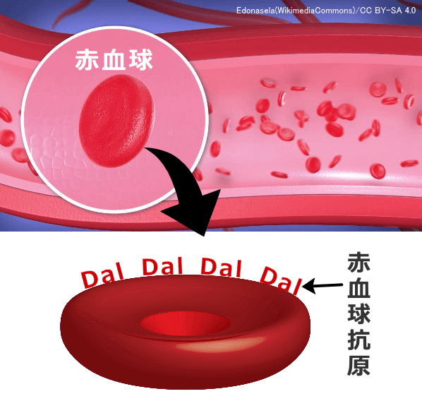 赤血球表面にある特定の分子構造が赤血球抗原