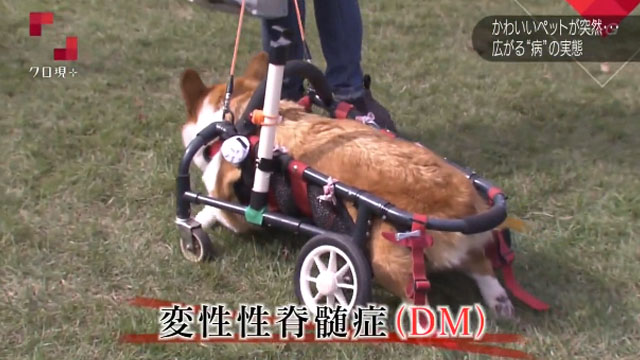 変性性脊髄性（DM）を発症した犬は車椅子生活を余儀なくされることも