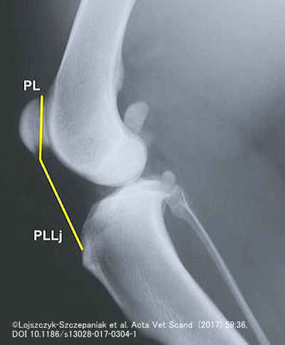 犬の膝蓋骨高位計測法～Johnson法