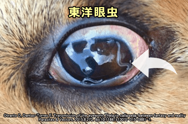 犬の眼球内に認められる東洋眼虫の成虫
