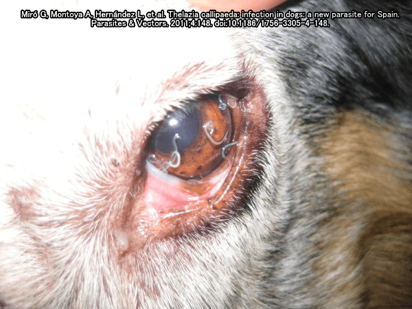 犬の東洋眼虫は軽症例が多いものの、見た目が気持ち悪い