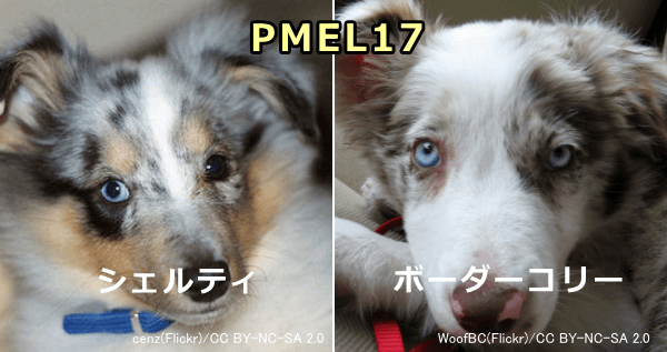 シェルティやボーダーコリーの青い目は被毛のマールを作り出すPMEL17によって作られる