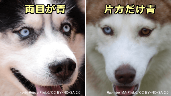 ALX4ホメオティック遺伝子近辺の変異を持った犬では高確率で目が青くなる
