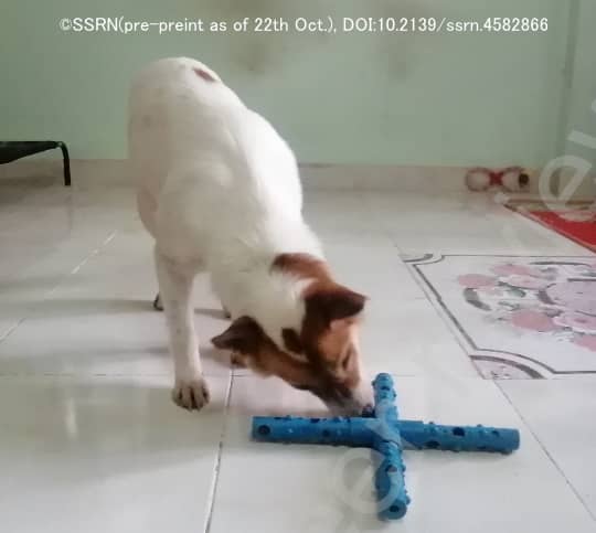 犬の行動比較実験に用いられた十字型のゴム製おもちゃ