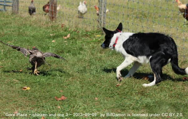 H5N1の発生地域では鳥と犬の接触を避けること