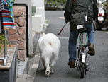 自転車で犬の伴走をする散歩方法は、犬の突発的な動きに対応しにくいという難点があります。