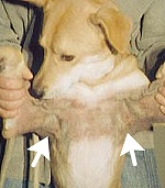 季節性のアトピー性皮膚炎を示した柴犬の皮膚症状