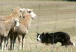 牧羊犬には頭のよい犬種が選ばれます。