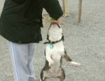 犬に出せをしつけておくと、いざというとき危険なものを口から離してくれます。