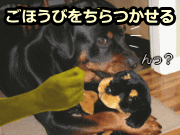 犬にごほうびを与え、口にくわえているものを離すといいことがあると思わせます。