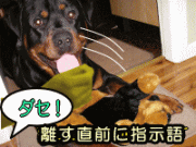 口にくわえている物を離すという動作と、ダセという音声的な情報を犬の頭の中でうまくリンクします。