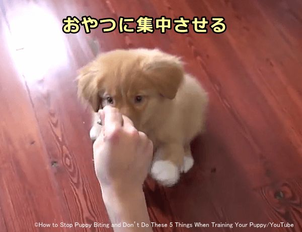 手に噛みついてきた子犬の鼻先におやつをちらつかせ意識を散らす