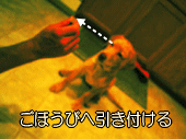 犬の気を飼い主からわざと引き離して見ましょう。
