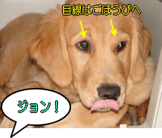 気もそぞろな犬に声をかけ、ちゃんとアイコンタクトを取れたら成功です。
