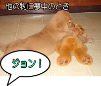 犬が夢中になるおもちゃなどを用意し、犬の気を飼い主から引き離して見ましょう。