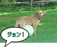 犬を外に連れて行き、視覚や聴覚にたくさんの”紛れ”を作り出します。