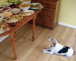 犬の食事は、飼い主の合図でスタートするのが基本
