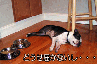 エサを届かないぎりぎりの場所におき、犬があきらめて自発的にマテの状態になるのを期待する。