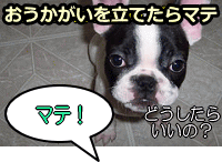 エサにがっつくよりも、飼い主からエサをもらったほうが得であると思い込ませるのがポイント