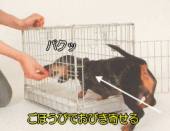 犬をハウスにおびき寄せる