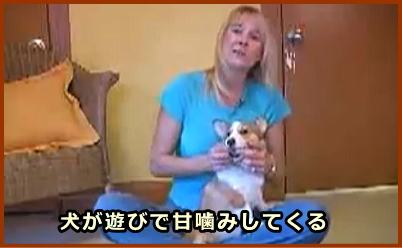 犬が遊びで甘噛みしてくる