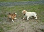 首輪とリードは犬を事故や怪我から守るシートベルトのようなもの