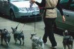 散歩中は、飼い主が主導権を握らないと犬が自分をリーダーだと勘違いしてしまいます。