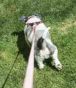 犬がリードを引っ張ることによって発生した圧力が自然と天罰になってくれることもある