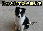 まずは、じっとしていることといいことを犬の頭の中でリンクさせる